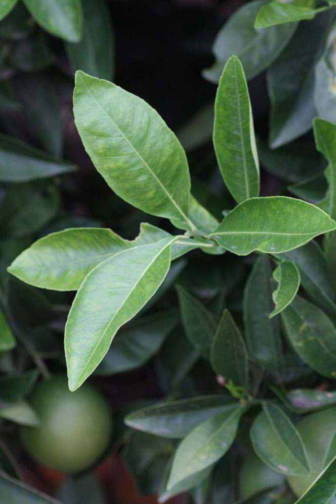              Sun leaves (Riverside, CA)       